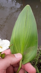 Pontederia gigantea
