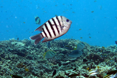 Abudefduf bengalensis