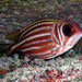 Red Squirrelfish - Photo (c) Sascha Schulz, some rights reserved (CC BY-NC), uploaded by Sascha Schulz