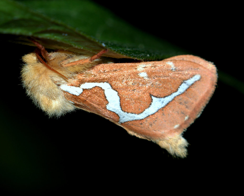 Gazoryctra novigannus