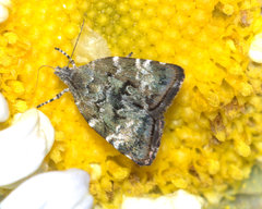 Choreutis diana