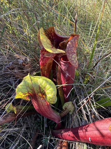 Sarracenia × catesbaei, photograph 4