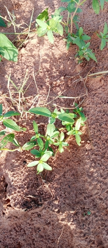 Tropical Girdlepod