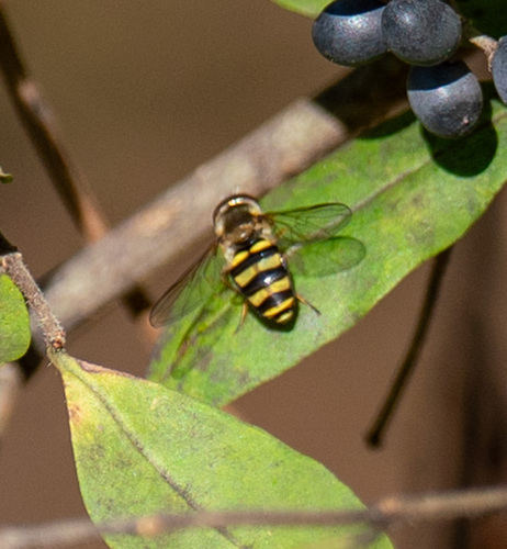Unknown species found near Ashburn, VA, USA