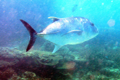 Caranx ignobilis