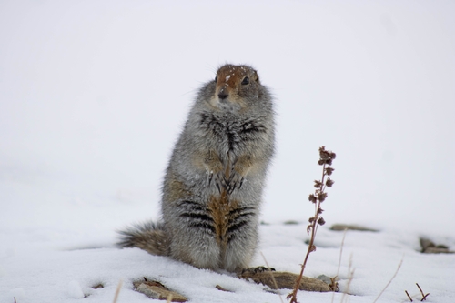 Arctic Ground Squirrel observed by joecarter31