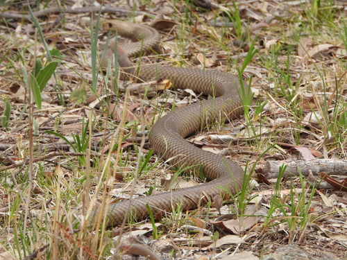 Eastern Brown Snake sighting