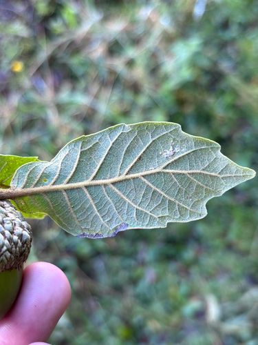 Quercus costaricensis - Envés de la hoja con bellota