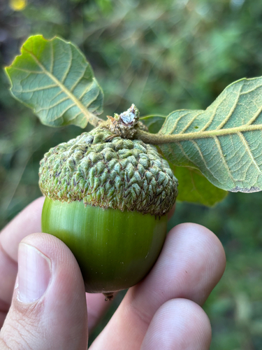 Quercus costaricensis - Bellota inmadura con cúpula escamosa
