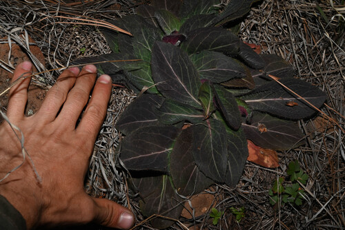 Hieracium fendleri, photograph 3