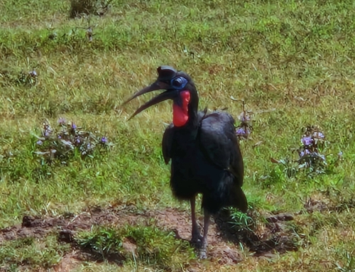 Abyssinian Ground-Hornbill
