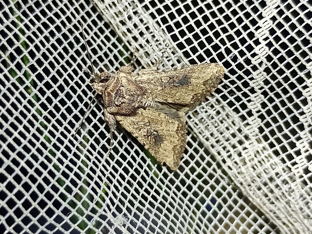 Mythimna languida