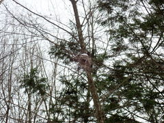 Dolichovespula maculata