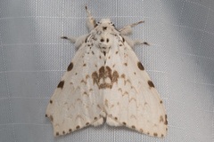 Lymantria brunneiplaga
