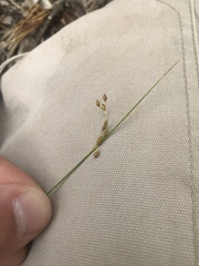 Juncus pauciflorus