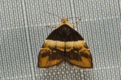 Choreutis argoxantha