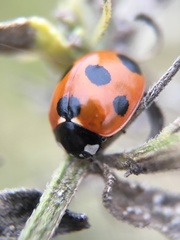 Coccinella septempunctata