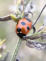 Coccinella septempunctata