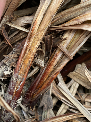 banat sedge
