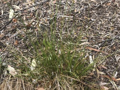 Juncus pauciflorus