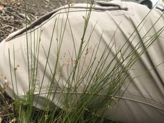 Juncus pauciflorus