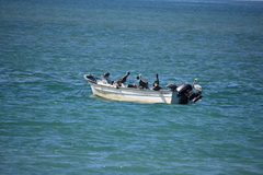 Pelecanus occidentalis