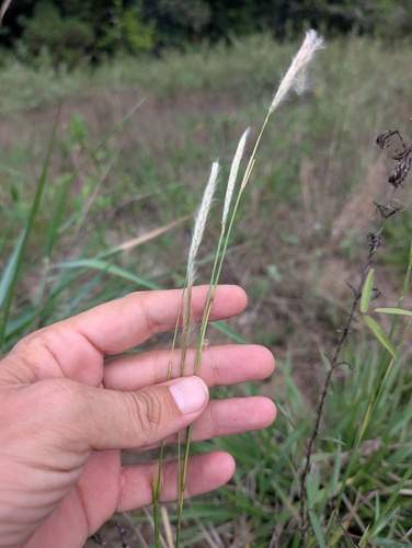 Andropogon selloanus observed 2025-10-14