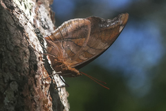 Historis odius odius