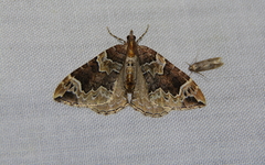 Eulithis xylina