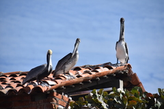Pelecanus occidentalis