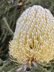 Banksia speciosa