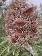 Banksia speciosa