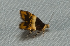 Choreutis argoxantha