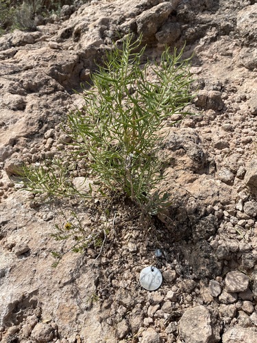 Tharp's Bluestar (Amsonia tharpii)