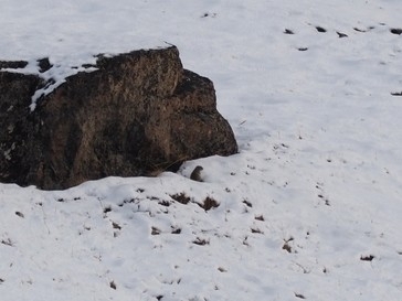 Arctic Ground Squirrel observed by muir