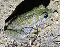 Ranoidea cyclorhynchus