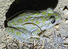 Ranoidea cyclorhynchus