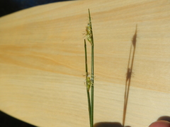 Schoenoplectus subterminalis