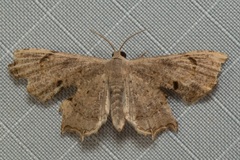 Dysaethria quadricaudata