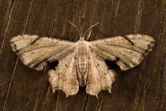 Dysaethria quadricaudata