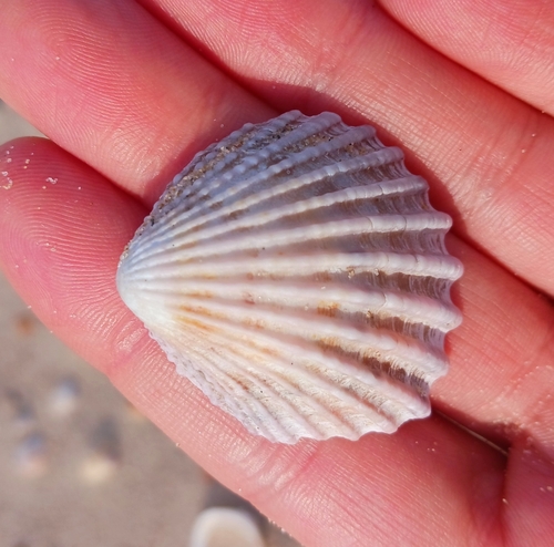 Neotrigonia margaritacea observed 2025-10-21