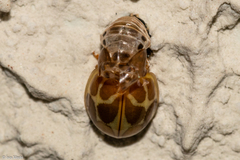 Cycloneda conjugata