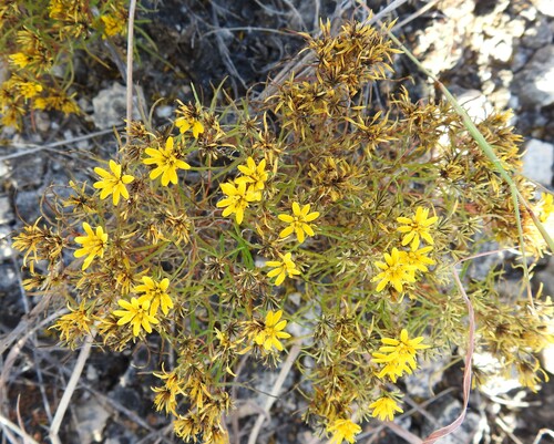 Lemonscent (Pectis angustifolia)