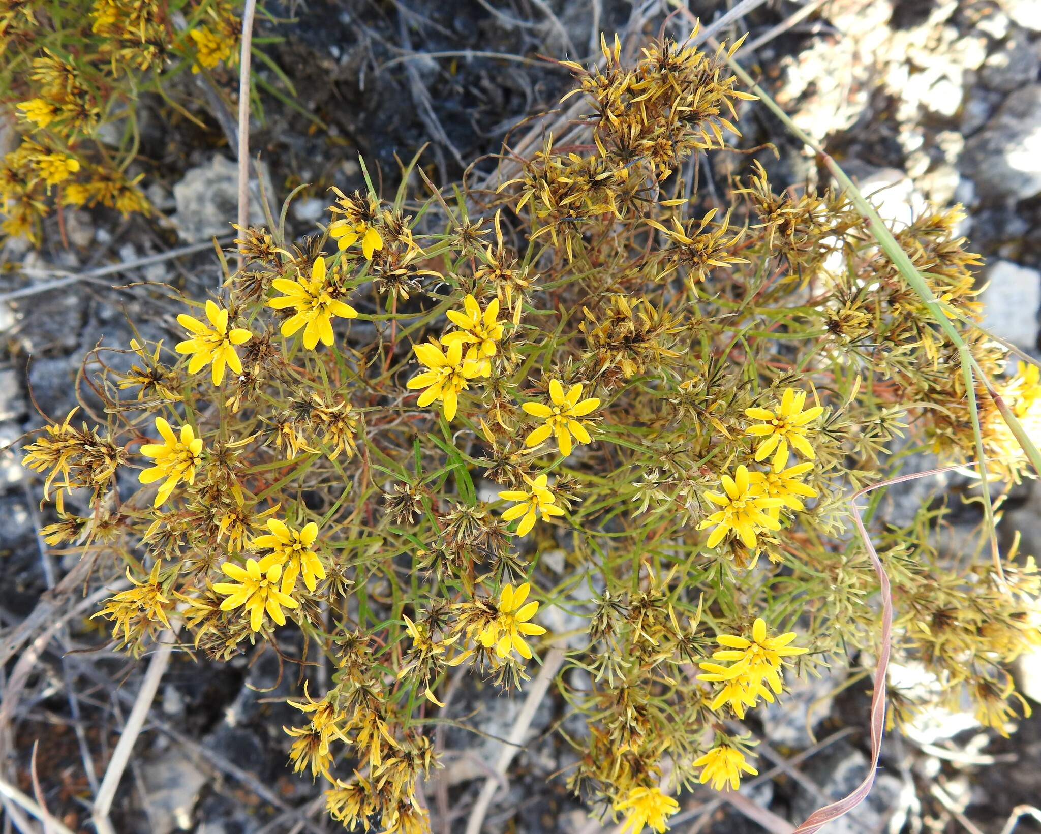 Lemonscent (Pectis angustifolia)
