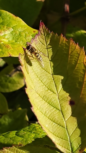 Unknown species found near West Minnehaha, Vancouver, WA, USA