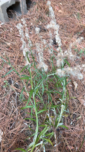 wand blackroot (Pterocaulon virgatum)