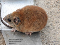 Melomys cervinipes