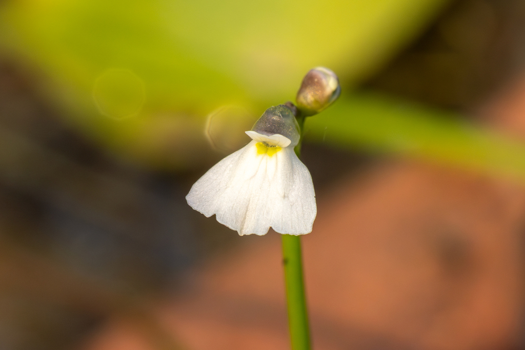 Utricularia linearis H.Wakab.