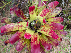 Neoregelia marmorata, photograph (c) João D'Andretta, some rights reserved (CC BY)