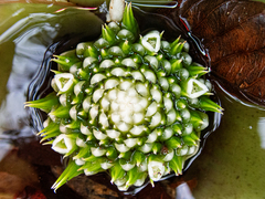Neoregelia marmorata
